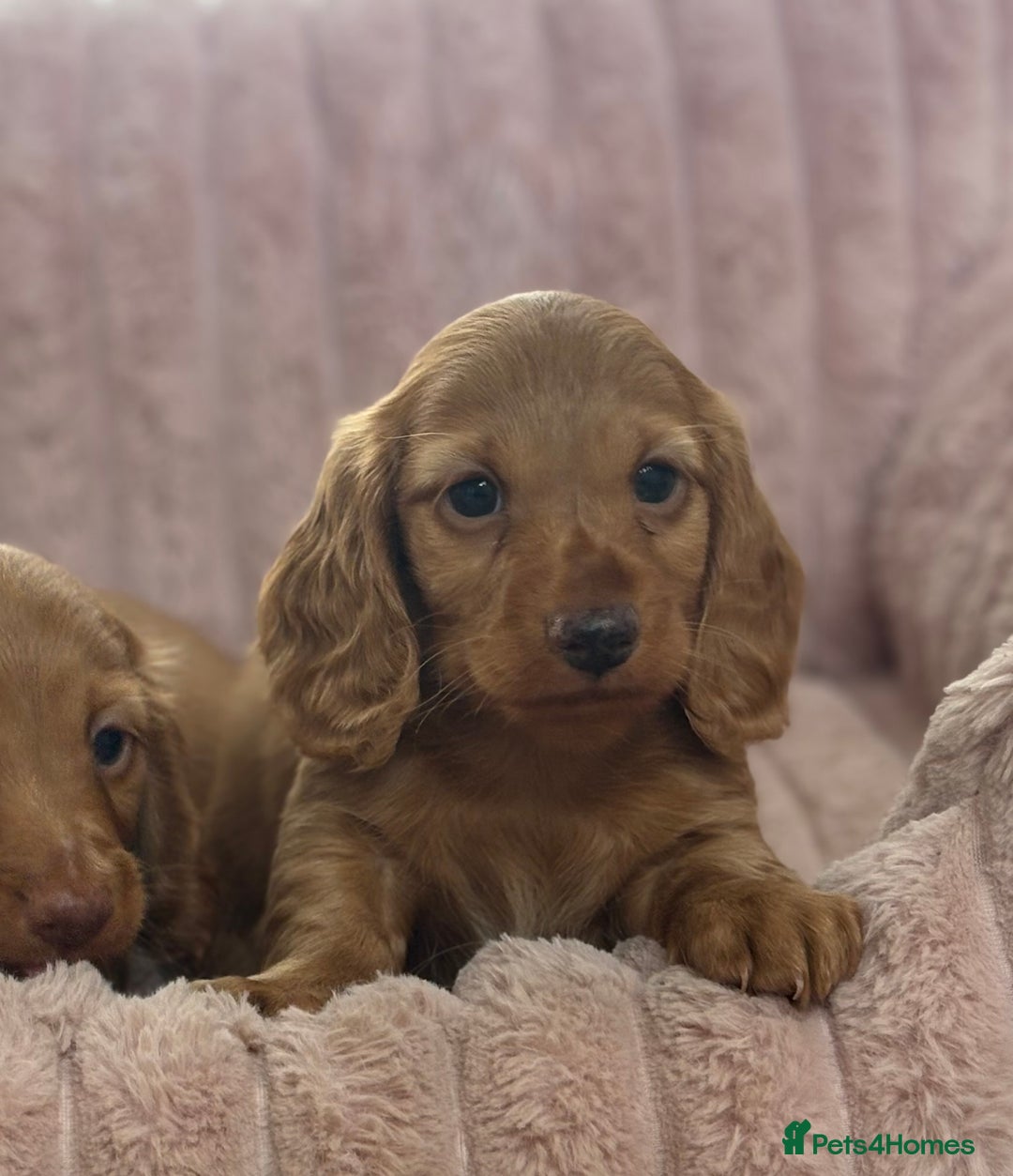 Dachshund dogs for sale: Beautiful miniature long hair dachshund - Image 11