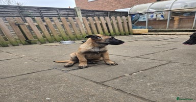 Belgian Shepherd Dog dogs - Advert 4