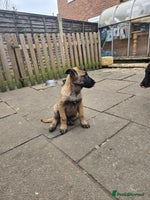 Belgian Shepherd Dog dogs - Advert 15