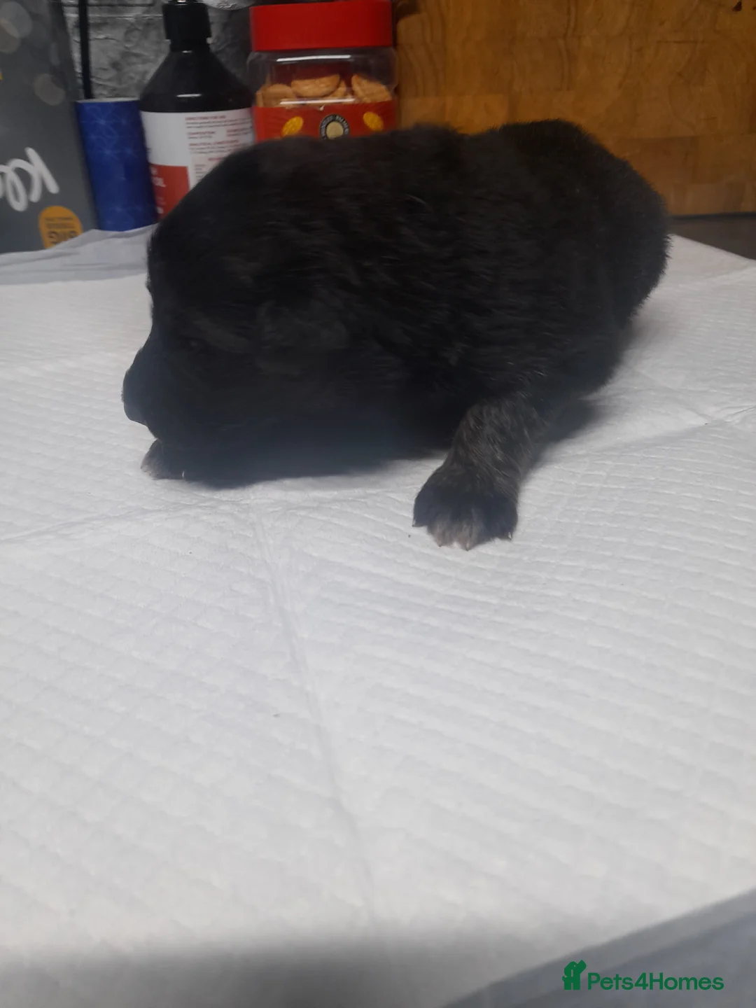 German Shepherd dogs for sale: Stunning German shepherd puppies - Advert 26