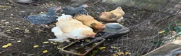Chickens poultry for sale: Buff Orpington chickens hens laying - Advert 3