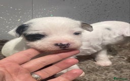 Parson Russell dogs for sale: KC Reg Champion lineage Puppys - Image 10