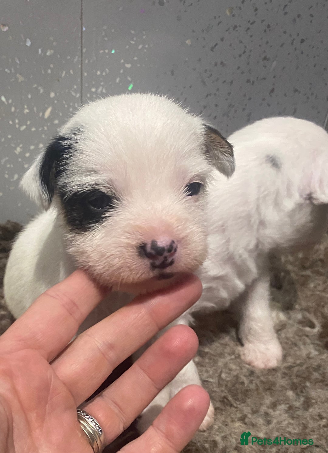 Parson Russell dogs for sale: KC Reg Champion lineage Puppys - Image 10