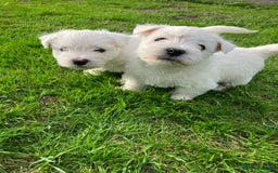 West Highland Terrier dogs for sale: GORGEOUS West Highland puppies - Image 9