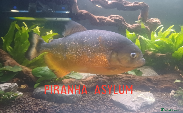 Piranhas fish - Advert 4