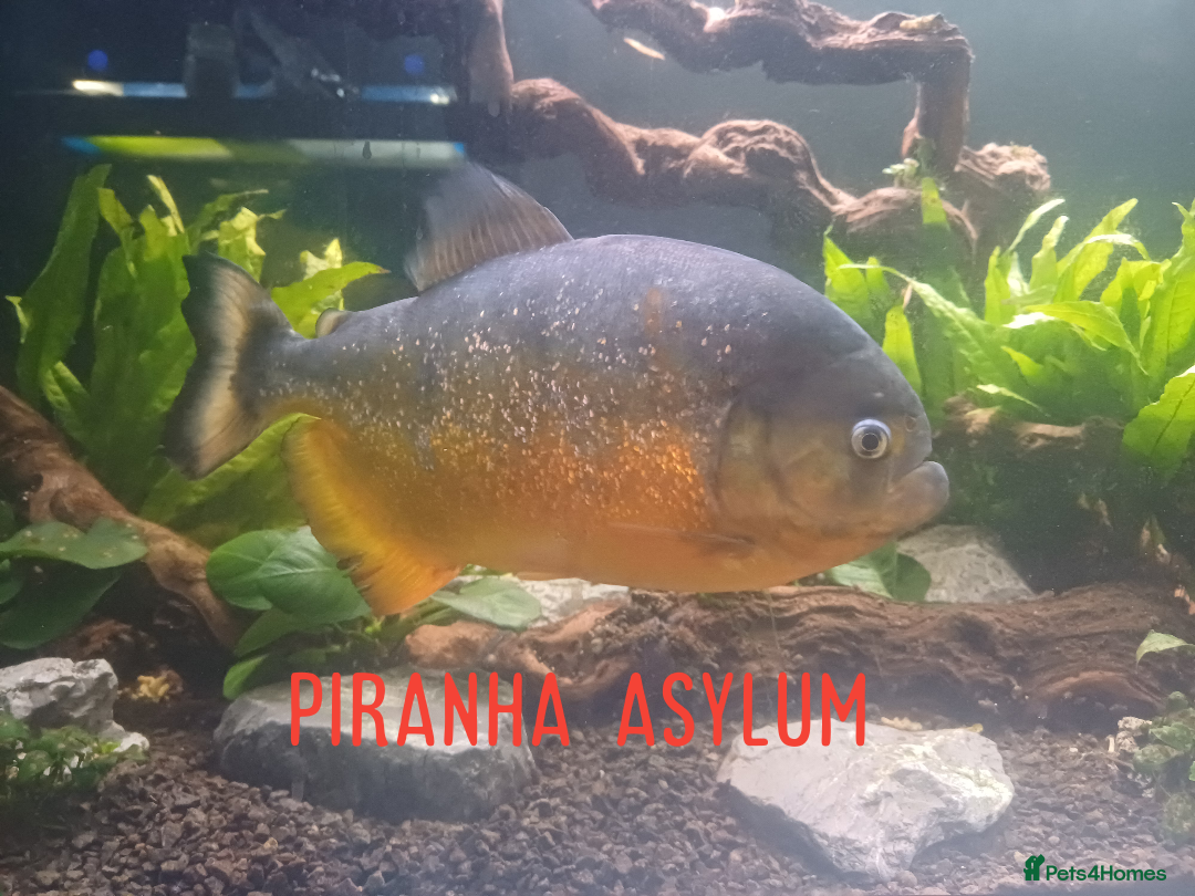 Piranhas fish for sale: Piranhas  - Image 1