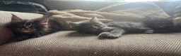 Maine Coon cats for sale: Mainecoon Kittens, ready 08/28! - Advert 21