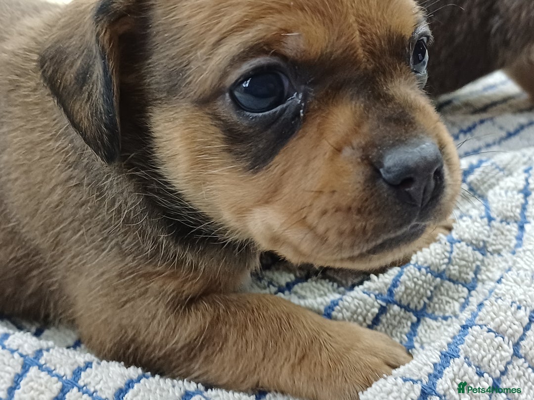 Mixed Breed dogs for sale: Pug x dachshund  ( Daug?) - Image 7