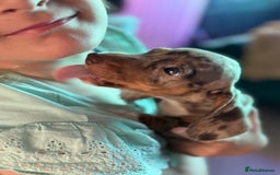 Dachshund dogs for sale: Beautiful dachshund puppies  - Image 4