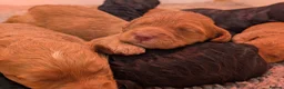 Cockapoo dogs for sale: F1 Miniature Cockapoo Pups, Health Tested Parents - Advert 3