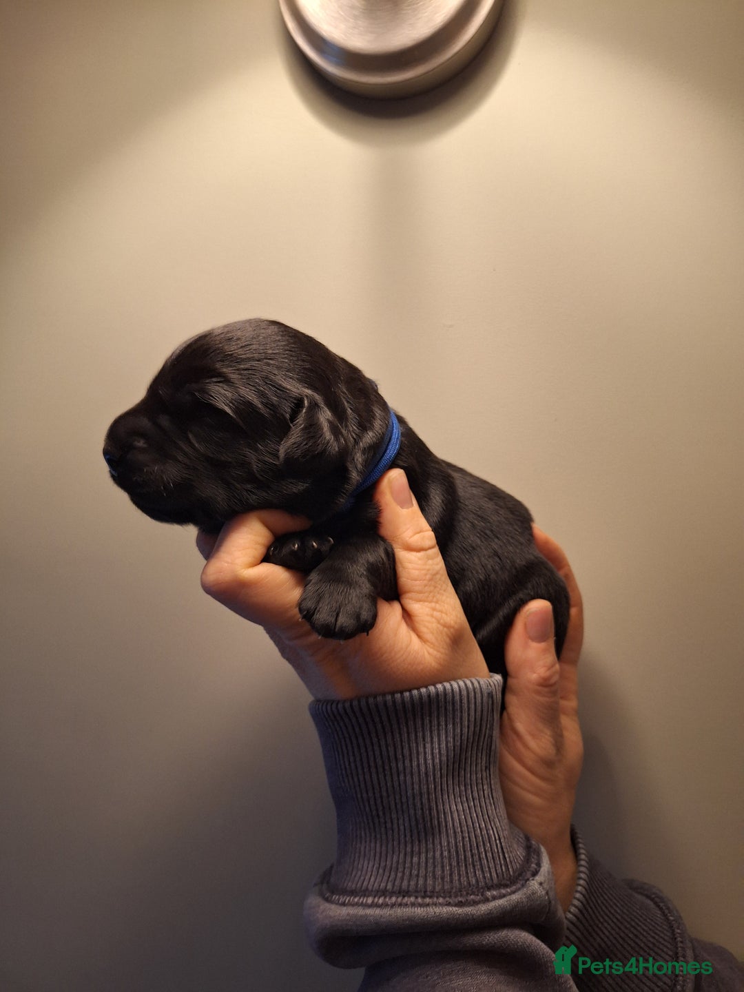 Cockerdor dogs for sale: stunning cockerdors (1left)🐶 5⭐️ licensed breeder - Advert 27
