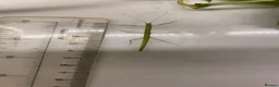 Stick Insects invertebrates for sale: Indian stick insects in Gloucester - Advert 4