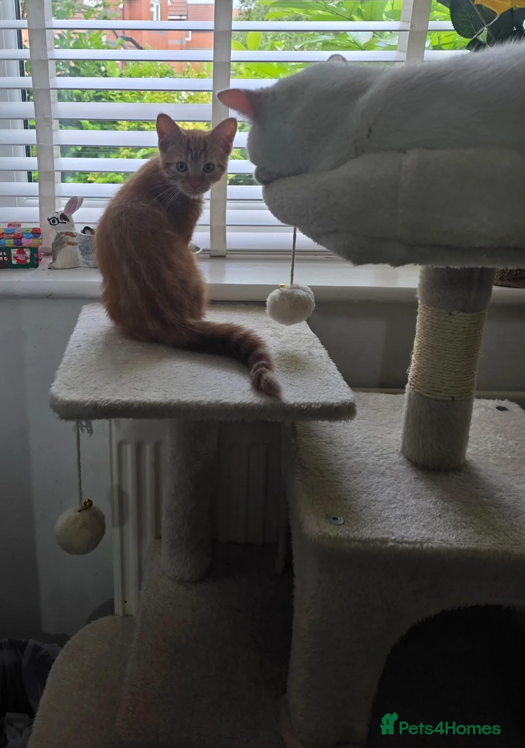 Domestic Shorthair cats for sale: Playful ginger boy,  - Advert 2