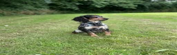 Cocker Spaniel dogs for stud: Blue roan and tan cocker spaniel for stud - Advert 4