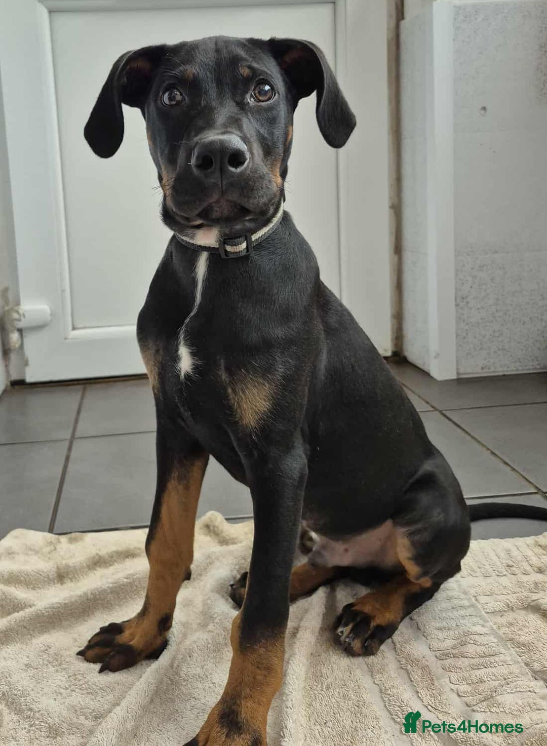 Dobermann dogs for sale: Gorgeous male pup - Image 3