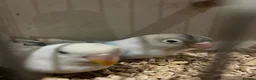Lovebirds birds for sale: A lovely pair of bonded lovebirds  - Advert 1