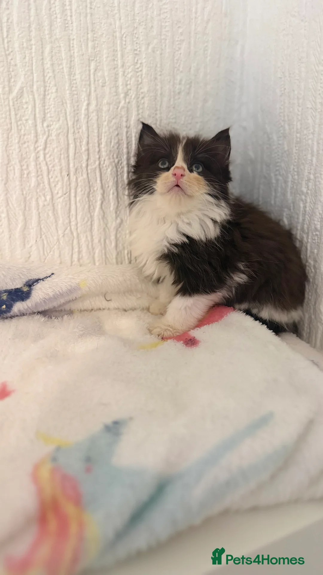 Mixed Breed cats for sale: Bsh x ragdoll ready 27th of feb - Advert 13