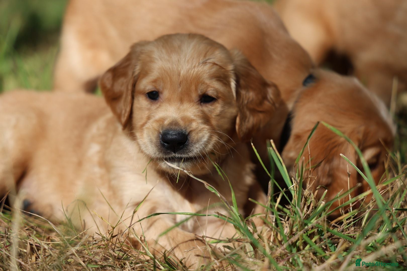 Golden Retriever dogs Dark Red KC Registered Working Golden Retrievers - Advert 4