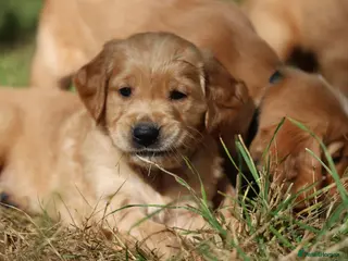 Golden Retriever dogs Dark Red KC Registered Working Golden Retrievers - Advert 4