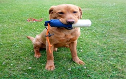 Labrador Retriever dogs for stud: Labrador retriever at Stud  in Blaydon-on-Tyne - Image 2