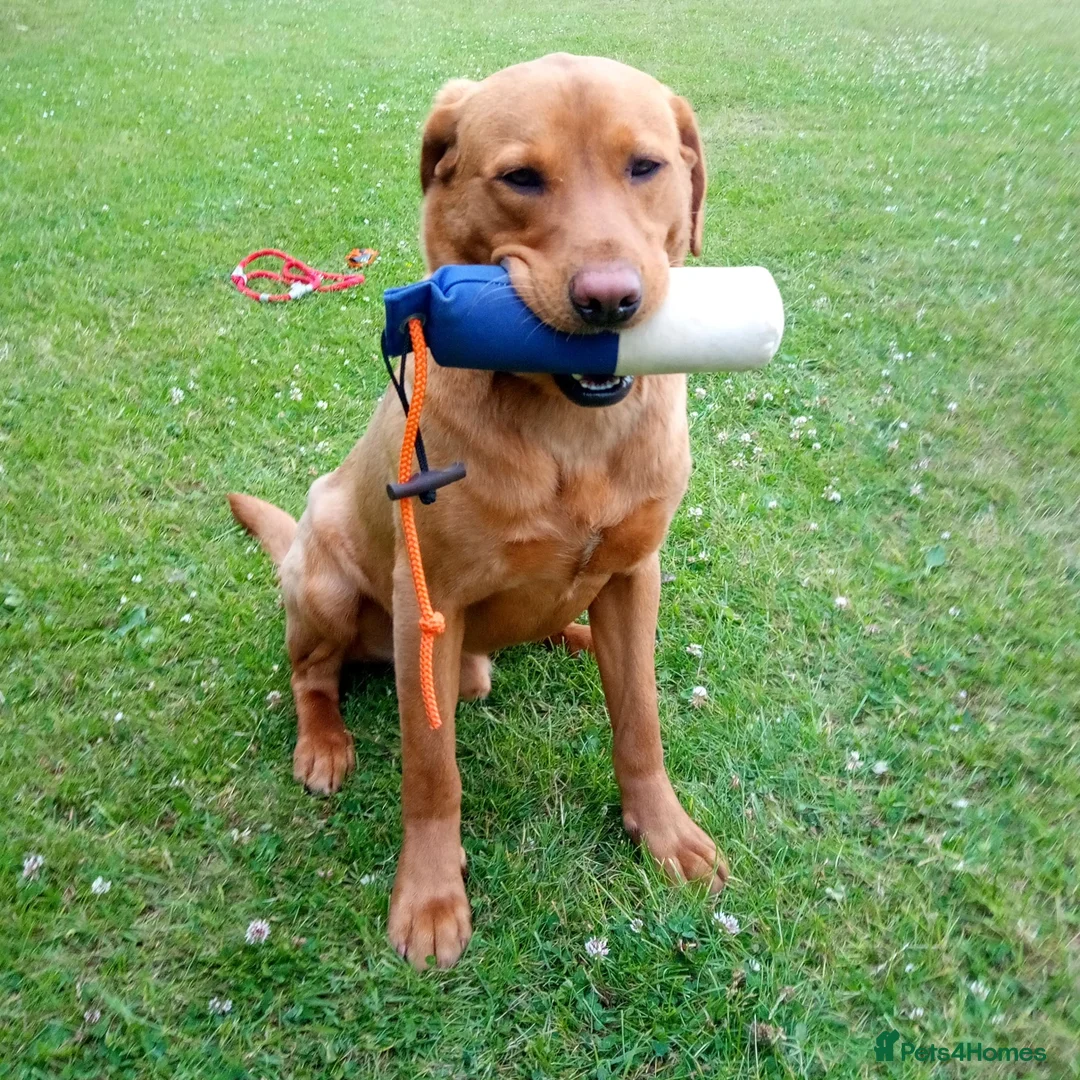 Labrador Retriever dogs for stud: Labrador retriever at Stud  in Blaydon-on-Tyne - Advert 2