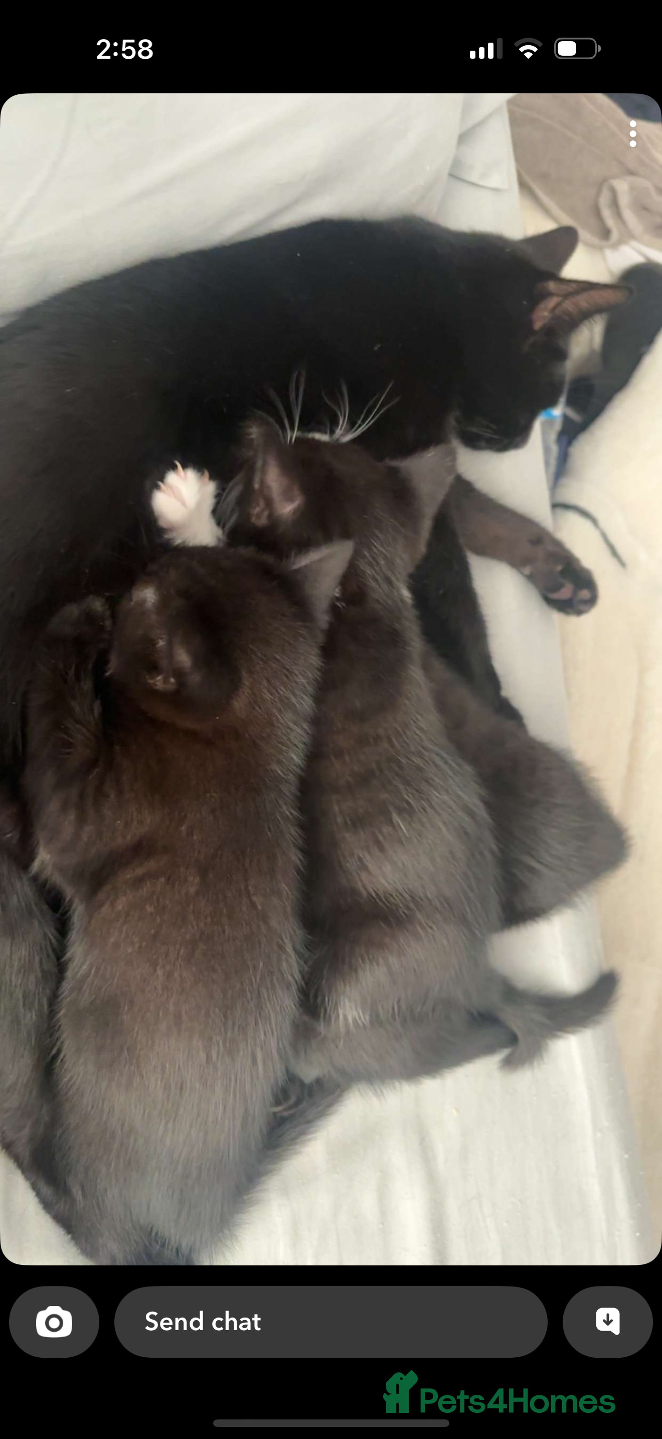 Mixed Breed cats Kittens for sale  - Advert 9