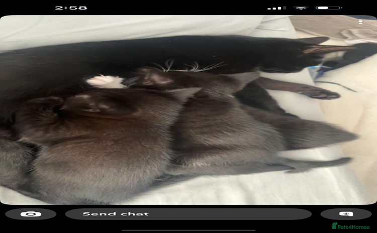 Mixed Breed cats - Advert 12