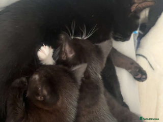 Mixed Breed cats - Advert 8