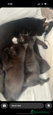 Mixed Breed cats - Advert 3