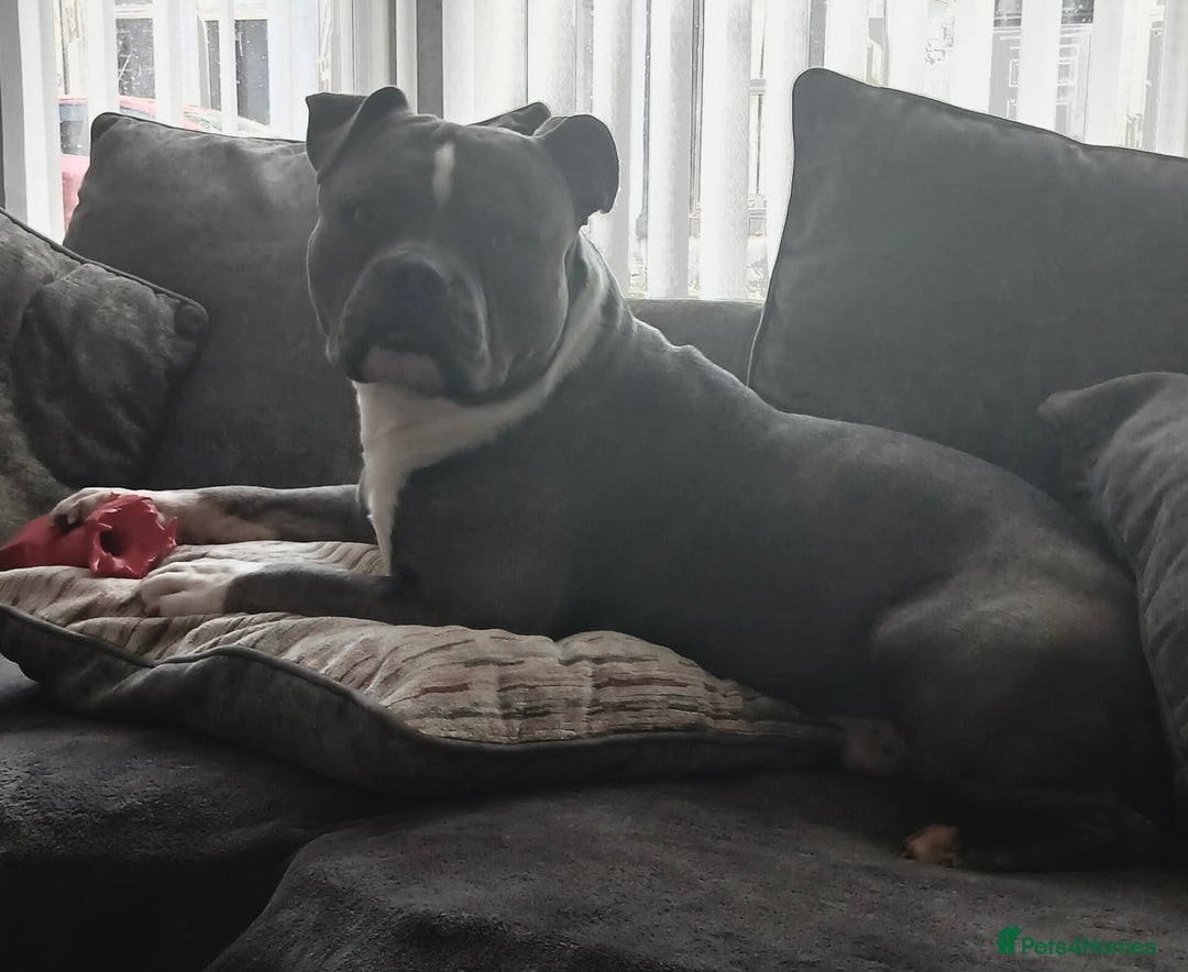 Mixed Breed dogs for sale: Incredible bulldog x FOR-SALE  - Image 5