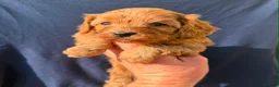 Cavapoo dogs for sale: Fox Red F1 Cavapoo’s - Advert 8