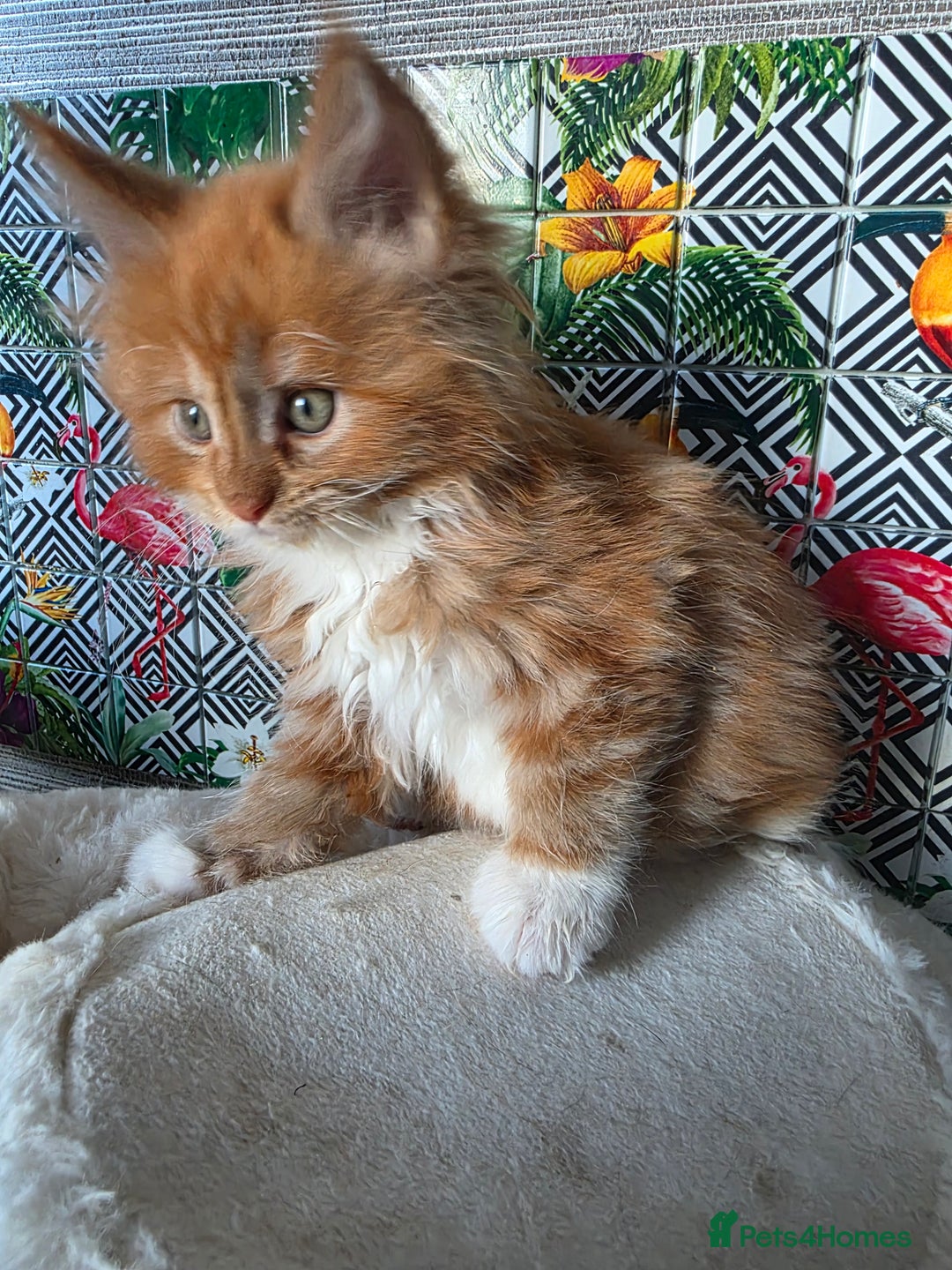 Maine Coon cats for sale: Beautiful  Meincoon  kitten - Advert 4