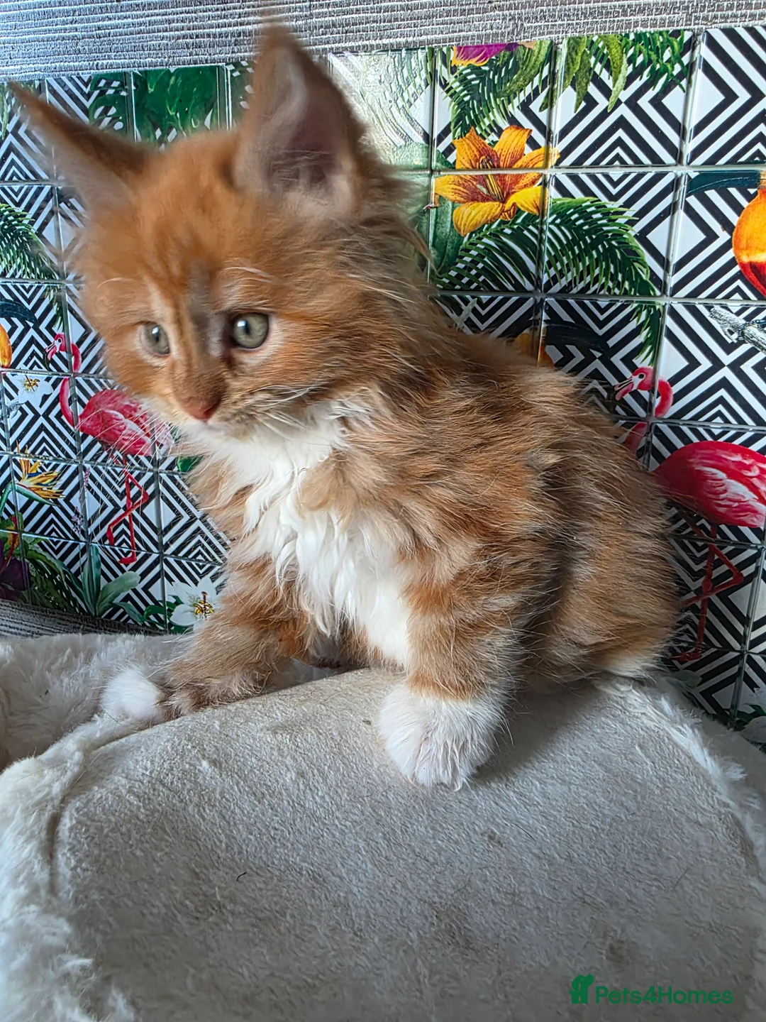 Maine Coon cats for sale: Beautiful  Meincoon  kitten - Advert 4
