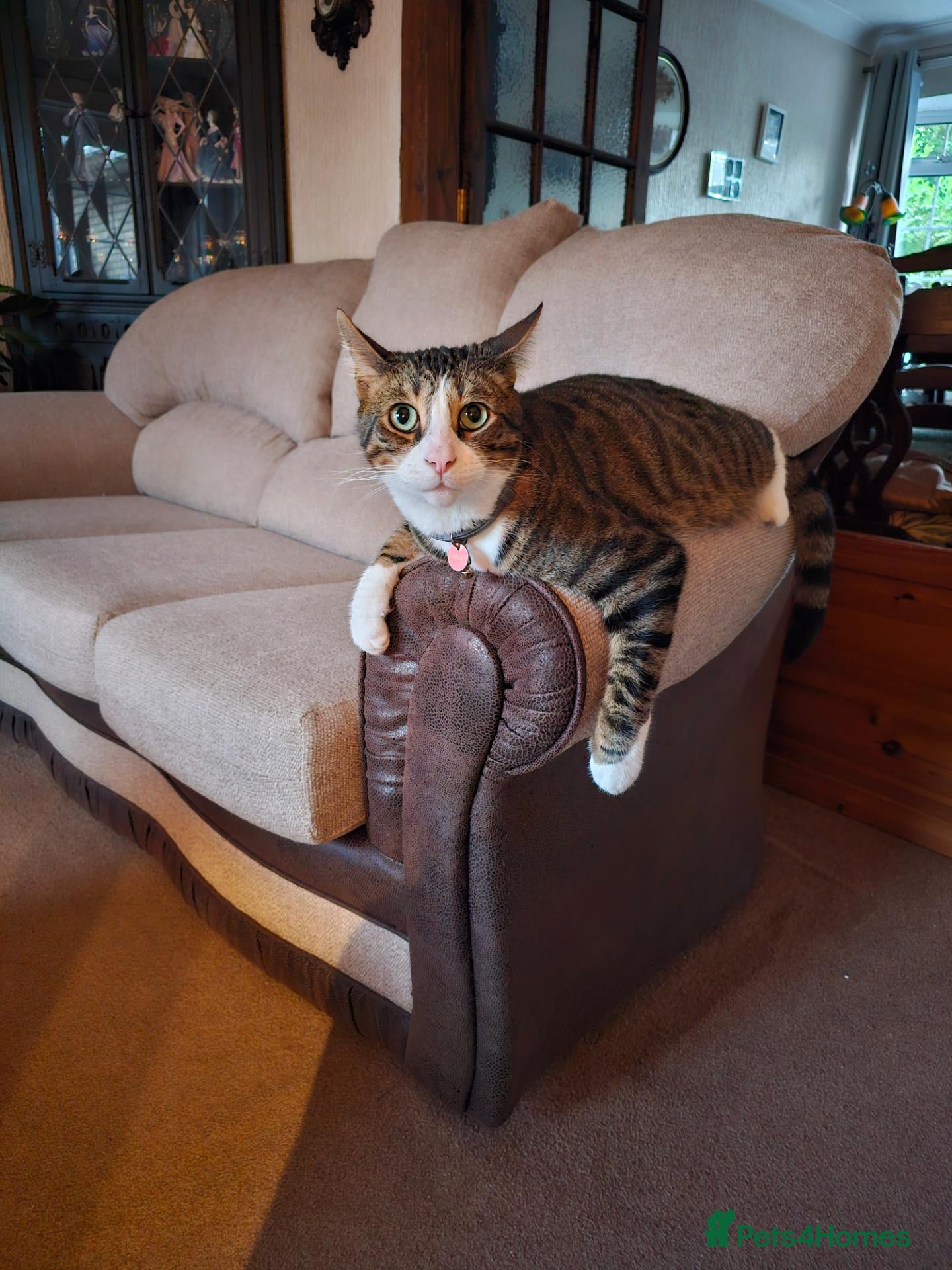 Mixed Breed cats Tigger - Advert 2