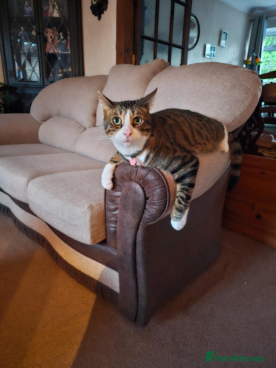 Mixed Breed cats for sale: Tigger - Advert 1
