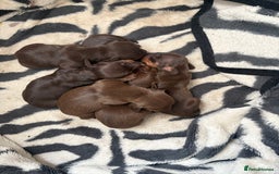 Miniature Dachshund dogs for sale: Smooth haired miniature dachshund  - Image 1