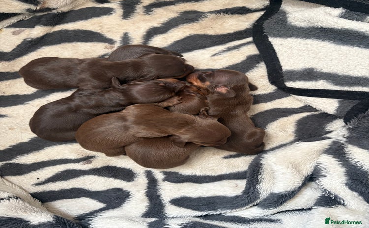 Miniature Dachshund dogs - Advert 1