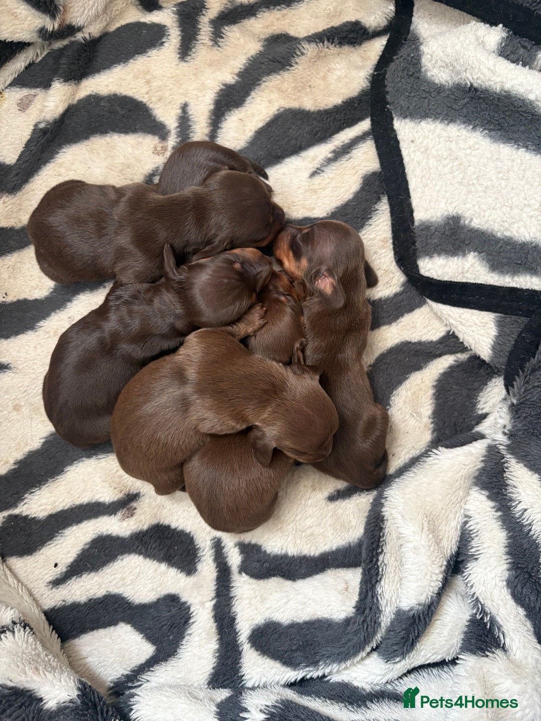 Miniature Dachshund dogs for sale: Smooth haired miniature dachshund  - Image 1
