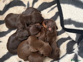 Miniature Dachshund dogs - Advert 1