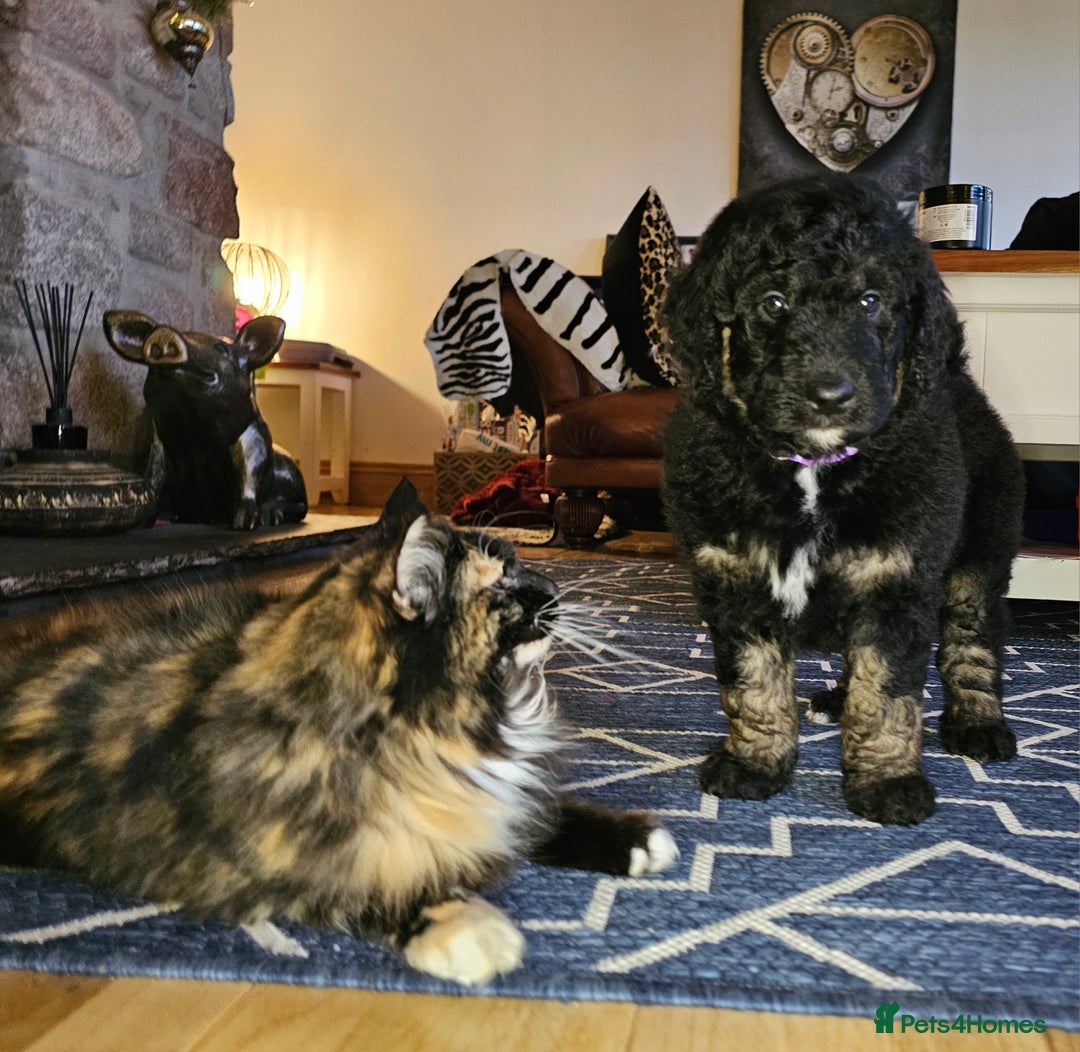 Bernedoodle dogs for sale: Exceptional Quality ❤️ Health tested  - Advert 3