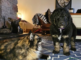 Bernedoodle dogs Exceptional Quality ❤️ - Advert 10