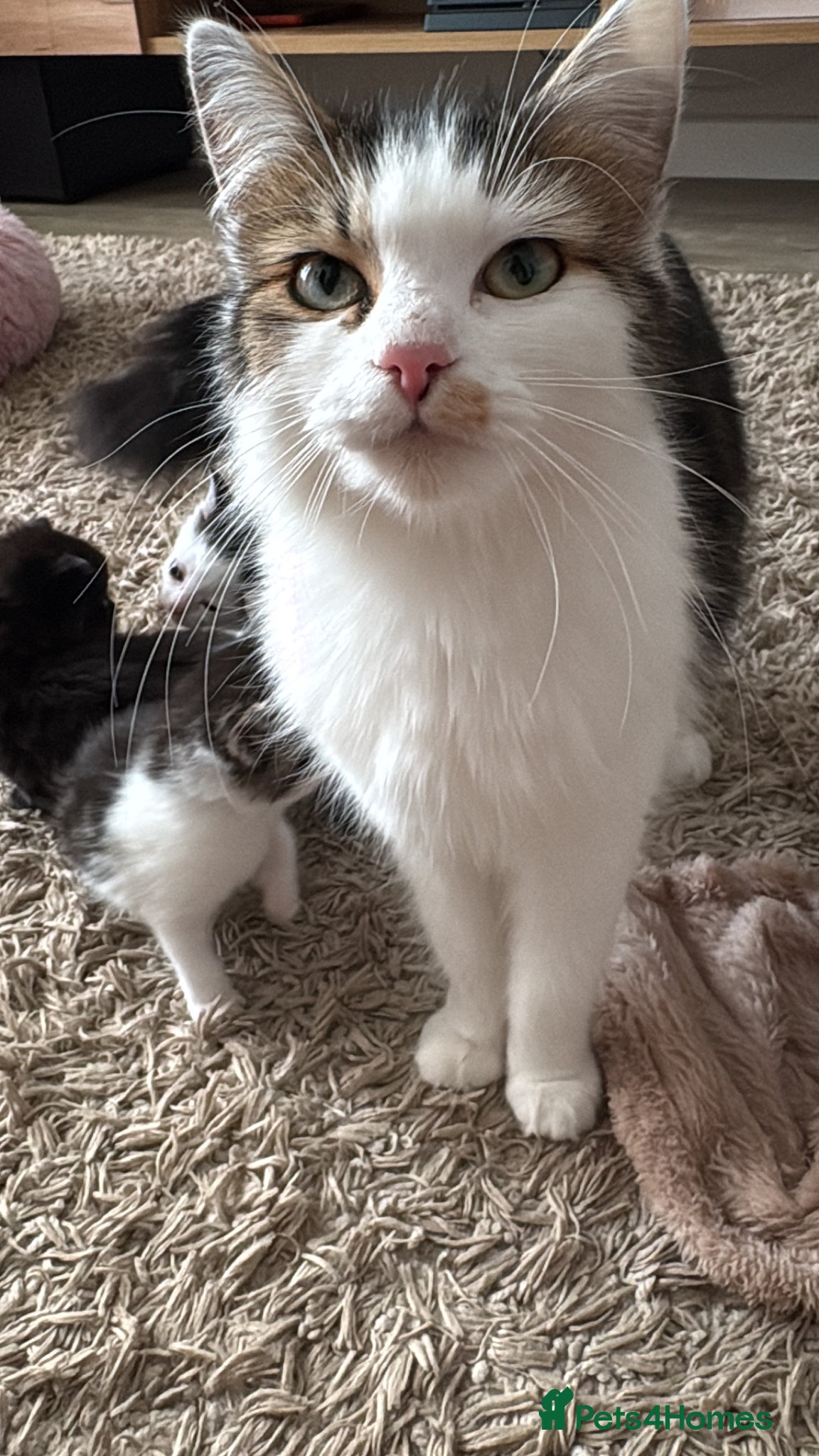 Mixed Breed cats Kittens  - Advert 2