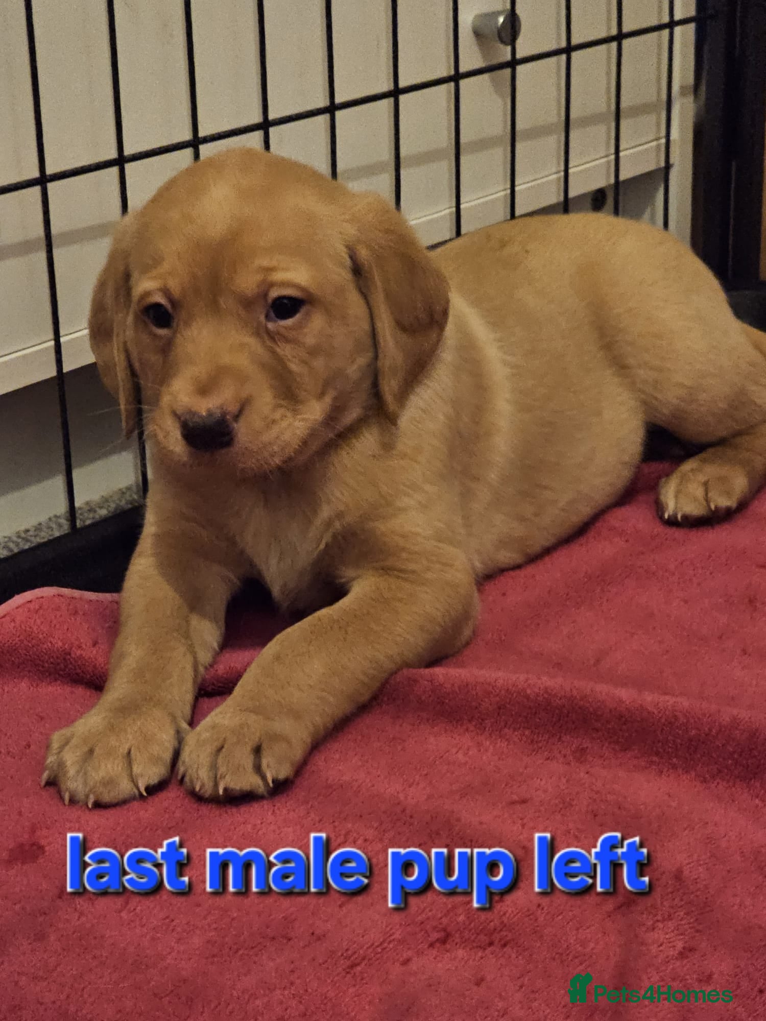 Labrador Retriever dogs Labrador KC registered puppies  - Advert 17