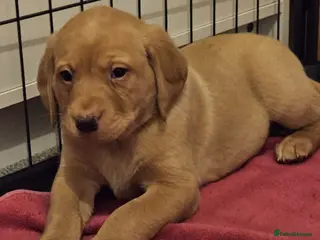 Labrador Retriever dogs Labrador KC registered puppies - Advert 17