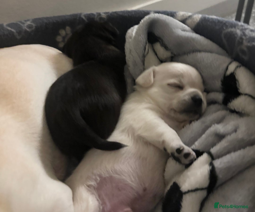 Chihuahua dogs for sale: Beautiful Chihuahua Puppies - Advert 19
