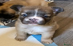French Bulldog dogs for sale: Quality health tested/KC fluffy French bulldogs - Image 10