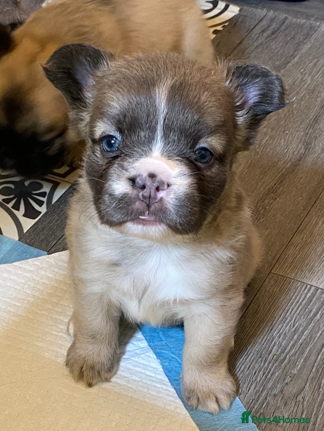 French Bulldog dogs for sale: Quality health tested/KC fluffy French bulldogs - Image 10