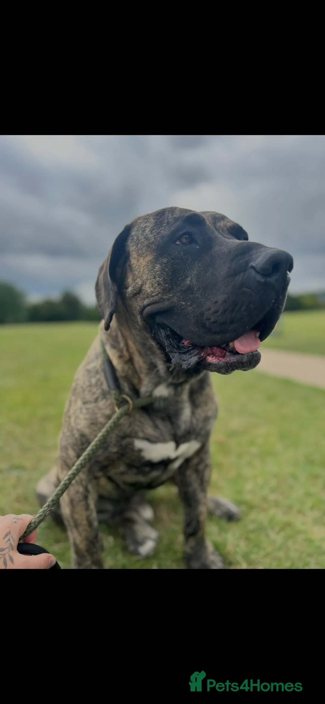 Presa Canario dogs for stud: Ragnar  in Mansfield - Advert 1