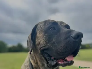 Presa Canario dogs Ragnar - Advert 1