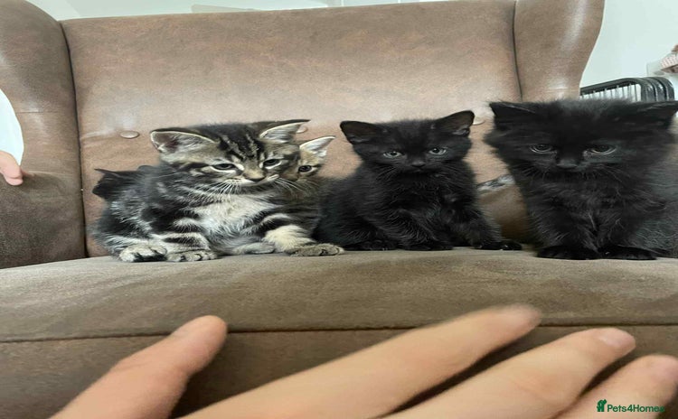 Mixed Breed cats - Advert 1